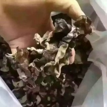 干木耳一级