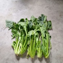大叶菠菜25~30厘米