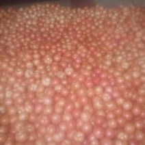 硬粉西红柿硬粉弧一以下