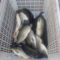 池鲤鱼食用2~3公斤