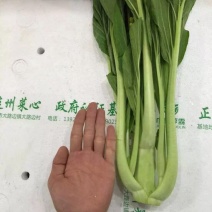 菜苔