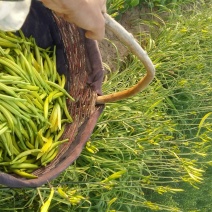 干黄花菜散装一级
