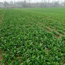 小叶菠菜10~15厘米