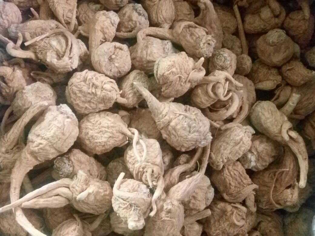 新鲜采挖的黑玛卡块根特写,表皮呈深紫黑色,根须完整,切面可见浅黄色至淡紫色髓心;旁边放置同等比例的黑玛卡超微粉碎粉末,颜色为深棕褐色,质地细腻均匀;背景为实验室白瓷盘与标尺,用于尺寸与色泽比对 黑玛卡块根特写与粉末对比图