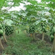 大白木瓜1.5~2斤