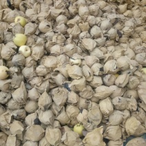 蜜梨150~200g纸袋