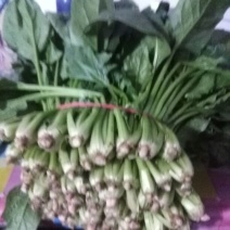 越冬菠菜25~30厘米