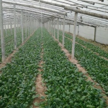 菠菜20~25厘米