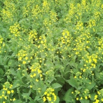 油菜籽1