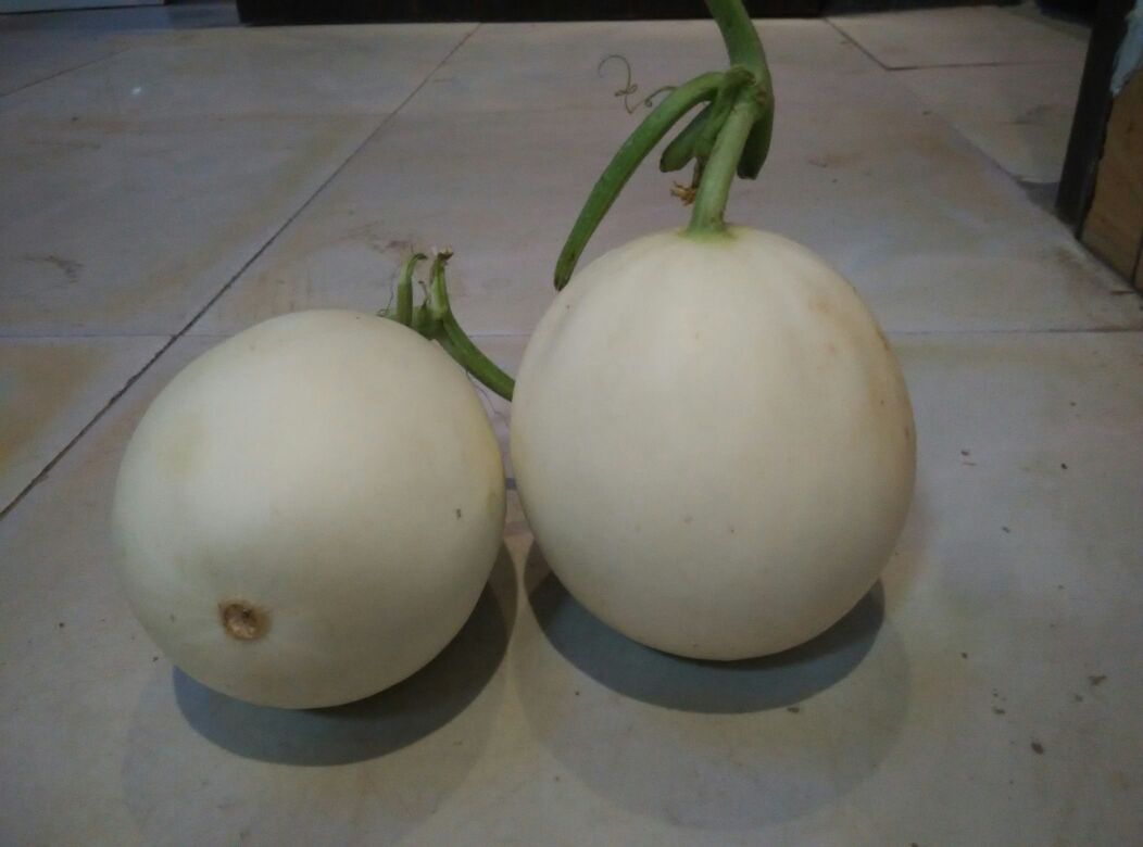 伊丽莎白蜜瓜整体外观特写