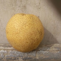 金顶谢花酥梨200~250g光果