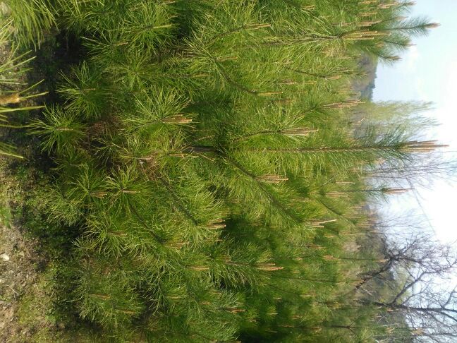 油松与落叶松的对比图