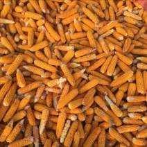 玉米种子