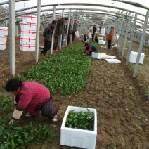 越冬菠菜15~20厘米