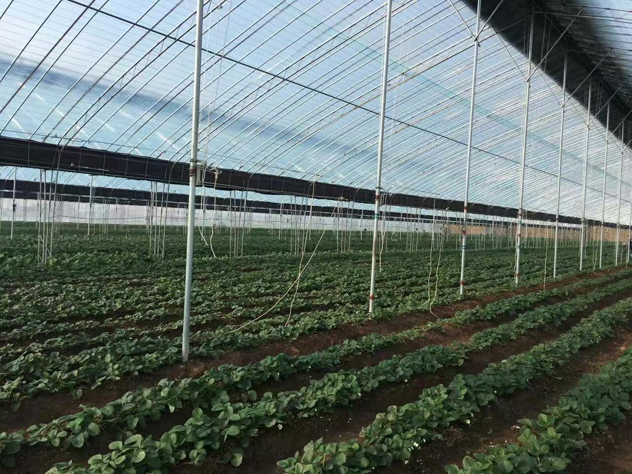 甜宝草莓种植基地