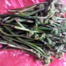 山野菜
