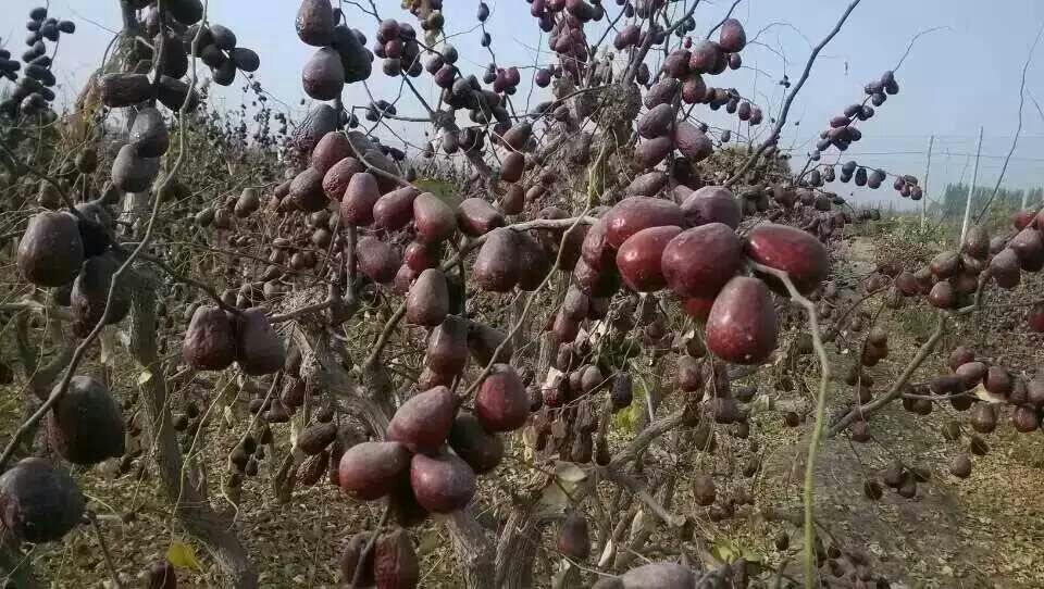 太谷米枣田间挂果实景：枝条上垂挂细长深红色果实，果粒均匀、无病斑，背景为晋中盆地典型黄土丘陵地貌与传统砖砌枣园围栏