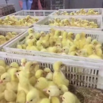 鹅苗