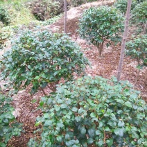 女贞4cm以下
