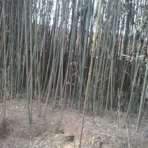 竹子
