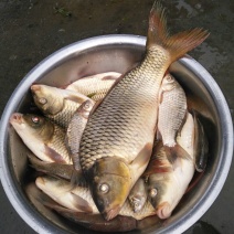 河鲤鱼食用2~3公斤