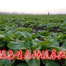 白菜苔15~20厘米可视频，现场看货