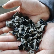 黑山秋耳一级