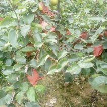 黄金梨550~600g纸箱