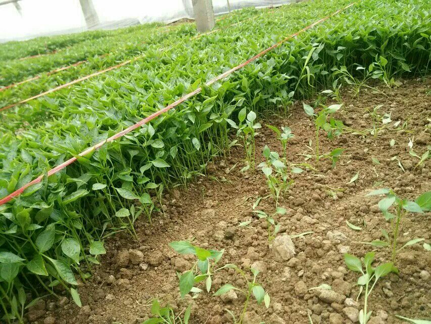 木胡椒扦插育苗场景