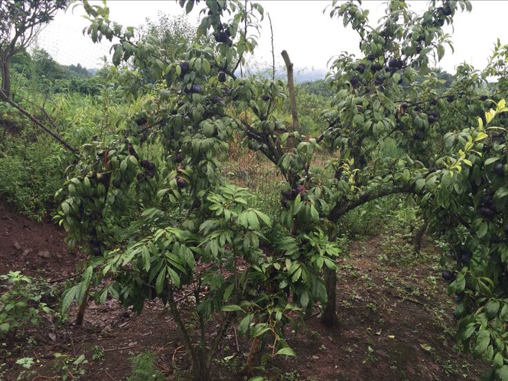 黑宝石李子果实套袋试验田