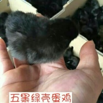 绿壳蛋鸡苗1斤以下