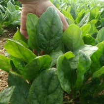 菠菜20~25厘米