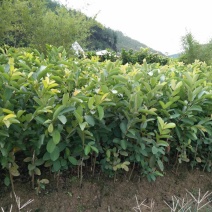番石榴苗50~80cm
