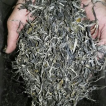 古树普洱茶特级