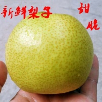 酥梨350~400g膜袋