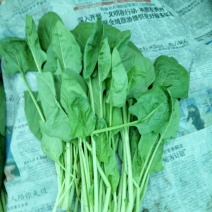 大叶菠菜20~25厘米