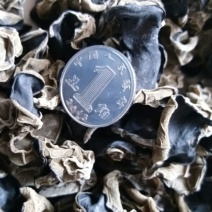 黑木耳一级