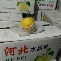 雪花梨350~400g纸袋