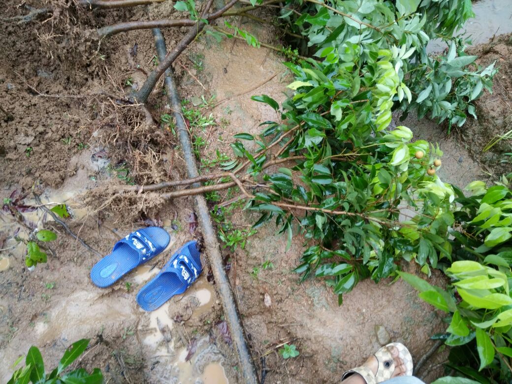 展示荔枝核在湿润沙土中的催芽状态 荔枝核催芽过程