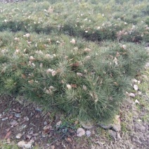 白松树苗80~100cm