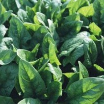 小叶菠菜15~20厘米