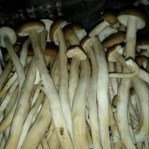 茶树菇