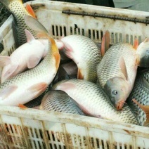 池鲤鱼饲料2~3公斤