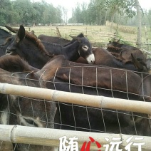 肉驴400~500斤