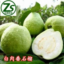 番石榴苗珍珠番石榴苗