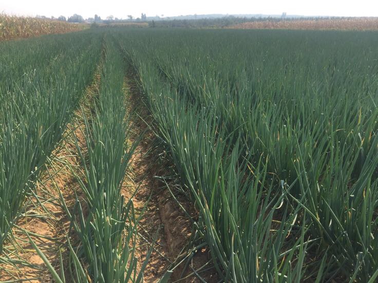 隆尧县鸡腿大葱核心种植区航拍图