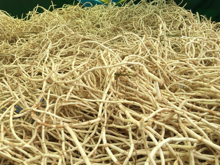 展示鱼腥草根在中医典籍中的记载及其药用部位示意图 鱼腥草根的药用价值展示图