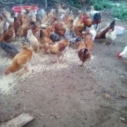 三黄鸡价格行情_今日三黄鸡价格多少钱一斤 _ 一亩田