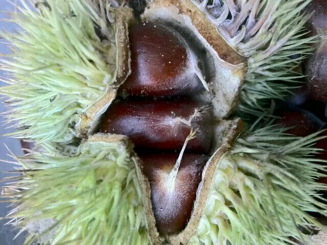 油松松果特写，展示其坚硬的外壳和内部结构