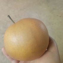晚秋黄梨500~550g纸袋